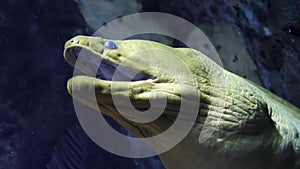 Moray Eel Against Coral Reef In Ocean, Close Up, Slow Motion