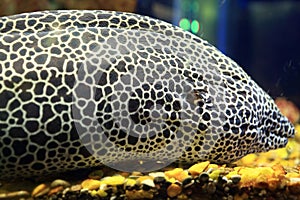 Moray eel in aquarium
