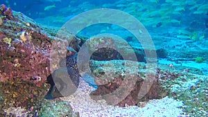 Moray eel on background of school of fish underwater in deep sea of Galapagos.