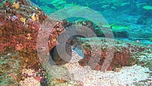 Moray eel on background of school of fish underwater in deep sea of Galapagos.