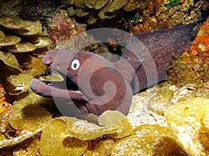Moray eel photo