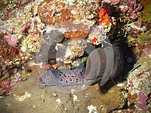 Moray eel in a cave