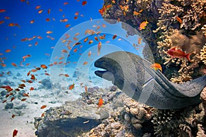 Moray eel in the cave of the coral reef