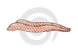 Moray eel character in cartoon art style. Undersea animal with elongated body. Underwater predator. Vector illustration