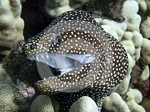 Moray Eel Close Up Face Tucked into Coral