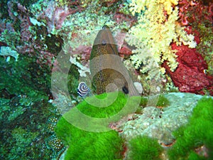 Moray eel in coloral reef