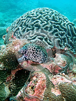 Moray eel in coral reef