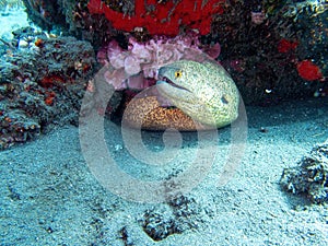 Moray eel in coral reef during a dive in Bali