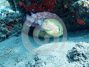 Moray eel in coral reef during a dive in Bali