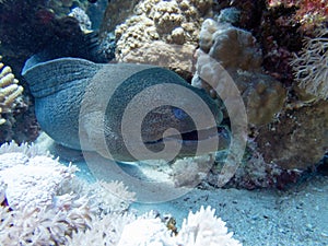 Moray eel in the coral reef during a dive in Bali