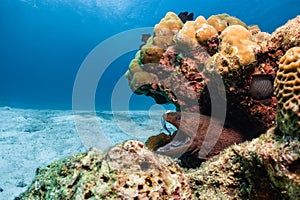 Moray eel in coral reef getting cleaned