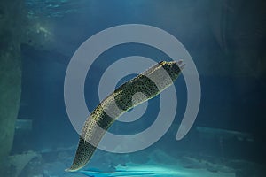 Moray eel fish (Gymnothorax fimbriatus) under water, blurred background