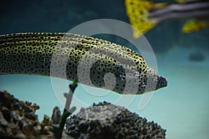 Moray eel fish (Gymnothorax fimbriatus) under water, blurred background