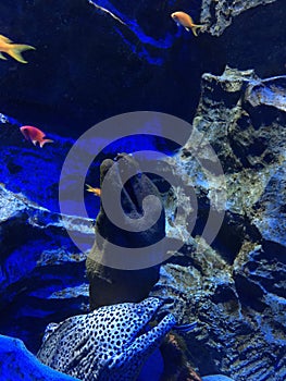 moray eel in fish tank in aquarium in singapore