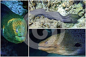 Moray eel - Gymnothorax javanicus Giant moray in the Red Sea,