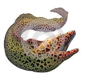 Moray eel Gymnothorax moringa.