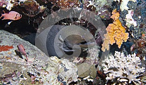Moray eel