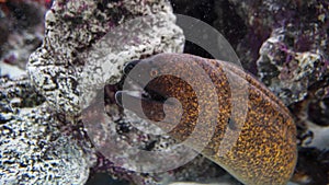 Moray eel hiding in corals.