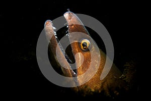 A Moray Eel Lit With a Snoot Light on the Ocean Floor in Florida
