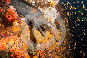 Moray Eel Malpelo photo