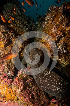 Moray Eel Malpelo photo