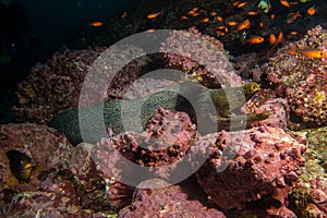 Moray Eel Malpelo photo