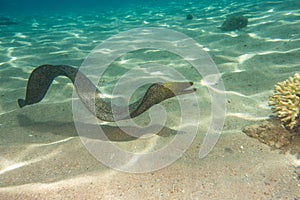 Moray eel in the Red Sea, eilat israel a.e photo