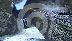 The Moray Eel (Muraena Helena).