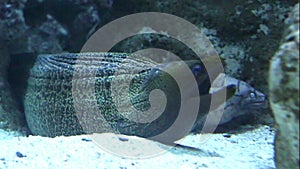 The Moray Eel (Muraena Helena).