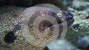 The Moray Eel (Muraena Helena).