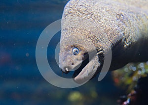 Moray eel or Muraenidae fish head in detailed underwater photo