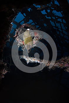 Moray Eel Muraenidae on Kapalai Dive Resort