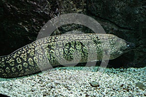 moray eel near the rocks in the sea aquarium. Predator fishes.