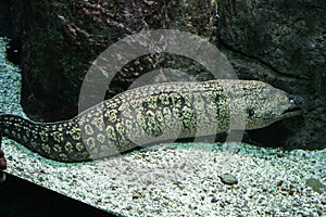 Moray eel near the rocks in the sea aquarium. Predator fishes.