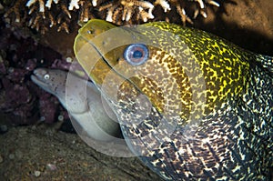 Moray eel in the ocean with coral