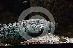 Moray eel with the opened mouth.