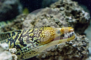 Moray eel with the opened mouth.