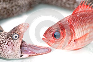 Moray eel and red fish