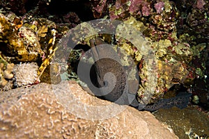 Moray Eel in the red sea