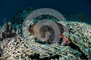 Moray eel, red sea