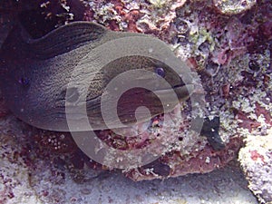 Moray eel reef maldives Island  underwaterphotography