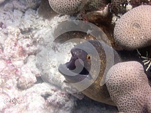 Moray eel reef maldives ocean scubadiving underwaterphotography