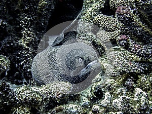Moray Eel with Sharp Teeth Close Up Underwater