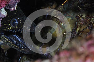 Moray Eel and Shrimps Underwater