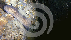 Moray eel swimming out of underwater cave hole & coral reef gato Philippines Asia