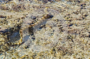 Moray eel under water in shallow sea coral reef