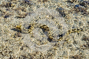 Moray eel under water in shallow sea coral reef