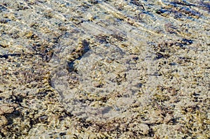 Moray eel under water in shallow sea coral reef