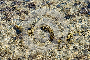 Moray eel under water in shallow sea coral reef