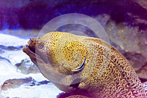 Moray Eel in an underwater sea aquarium in Singapore